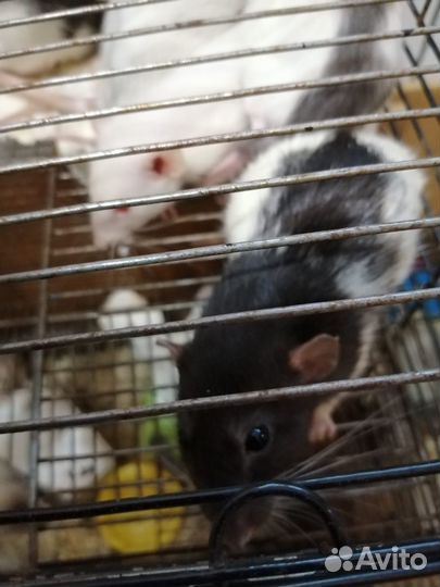 Крыски декоративные Дамбо