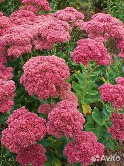 Седум(очиток) Хербштфройде