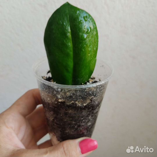 Замиокулькас долларовое дерево