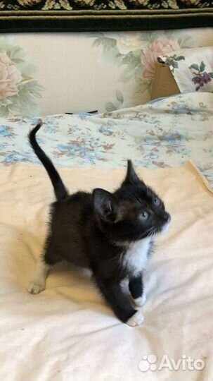 Кошка в дар