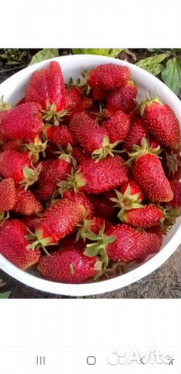 Землеклубника