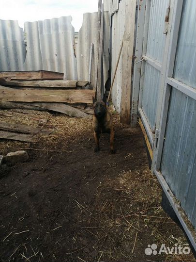 Бельгийская овчарка