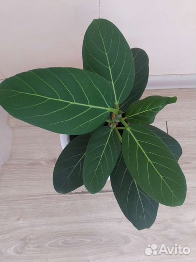 Фикус бенгальский одри