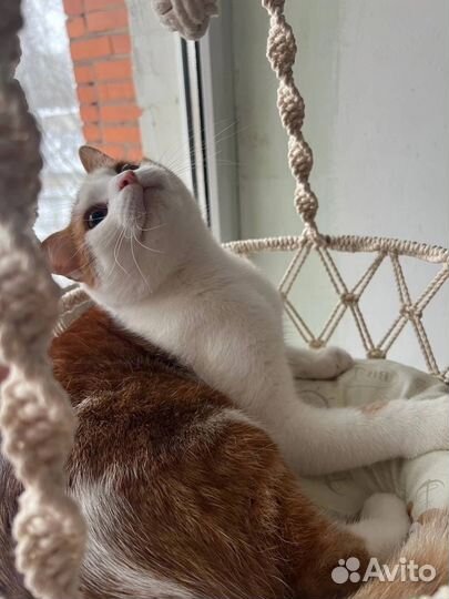 Качели для кошки