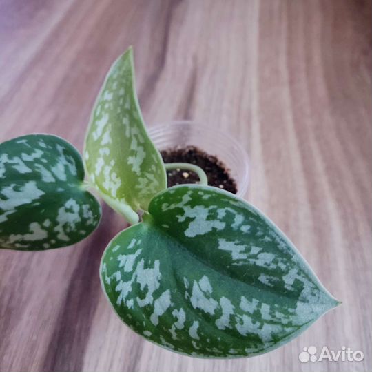 Эпипремнум, Сциндапсус