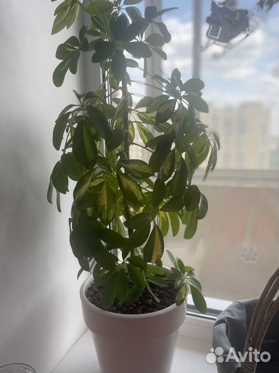 Продам цветы в горшках