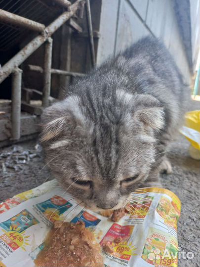 Котик без дома