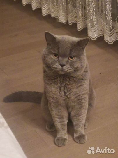 Вязка, британский кот