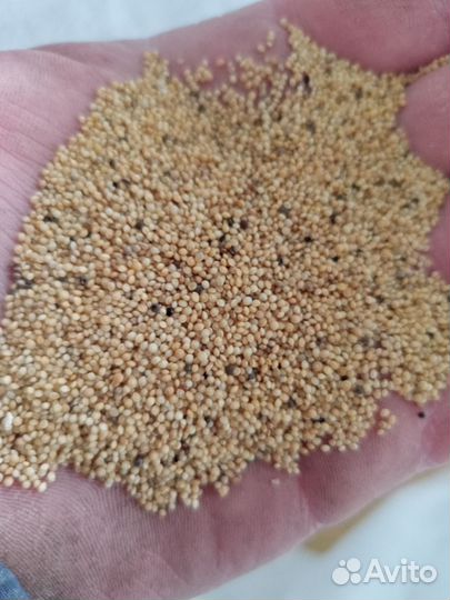 Семена амаранта