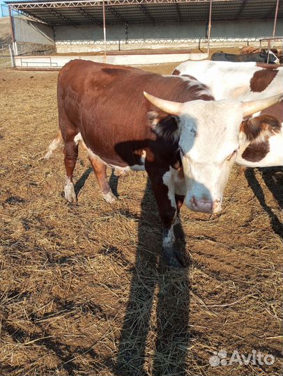 Быки герефорды и симменталы
