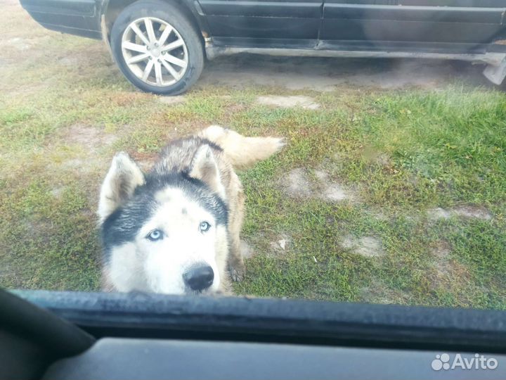 Собака в добрые руки
