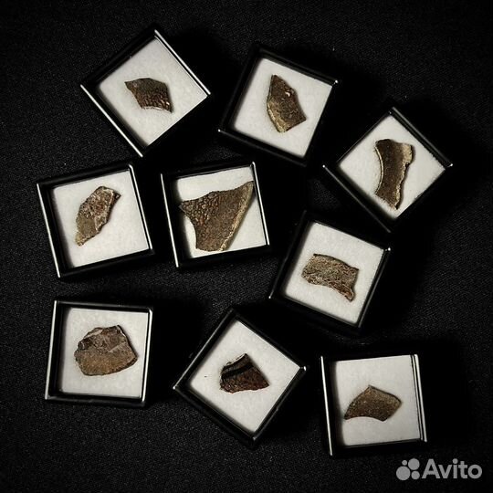 Кость динозавра окаменелость ископаемое