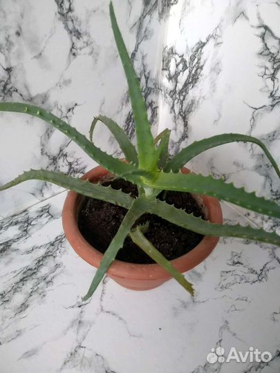 Алоэ лечебный