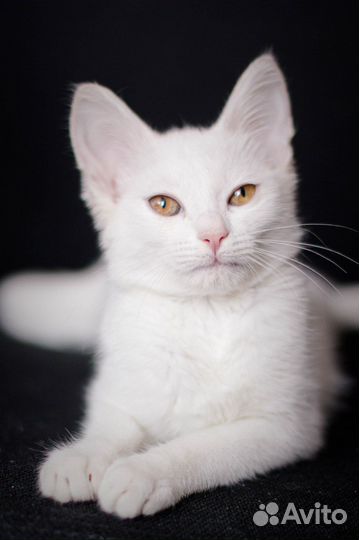 Белая кошечка