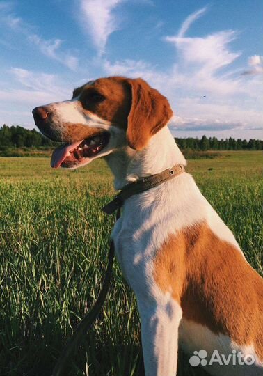 Эстонская гончая