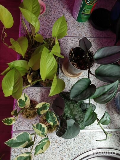 Сциндапсусы разные сорта