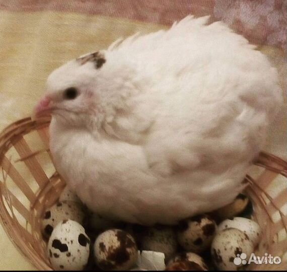 Продаю техаских перепелов