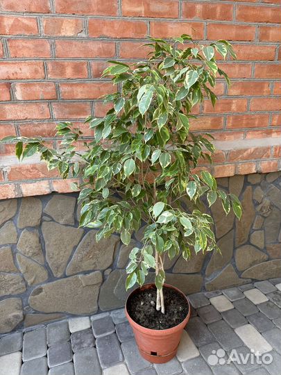 Фикус бенджамина пестролистный