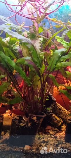 Криптокарина