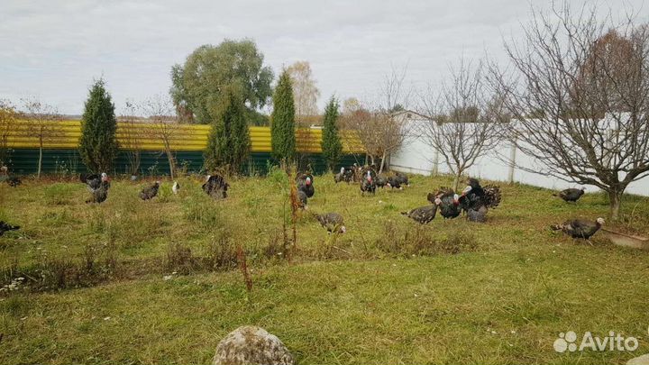 Птица: Индюки, павлины, инкобуционые яйца