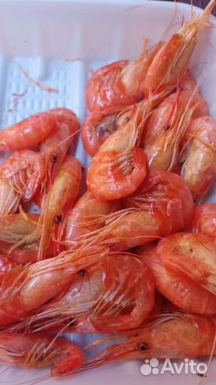 Креветка Азовская крупная