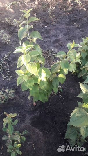 Жасмин садовый