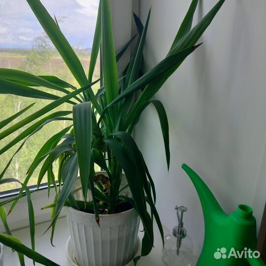 Продам Юкка