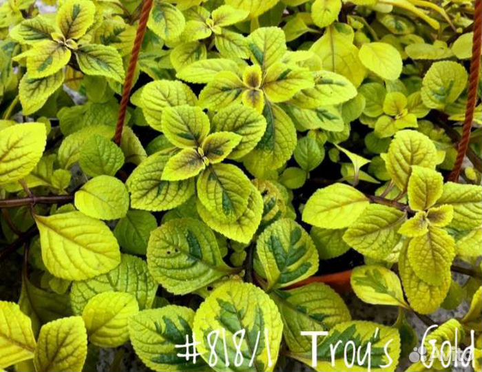 Плектрантус Ампельный Тroy’s Gold