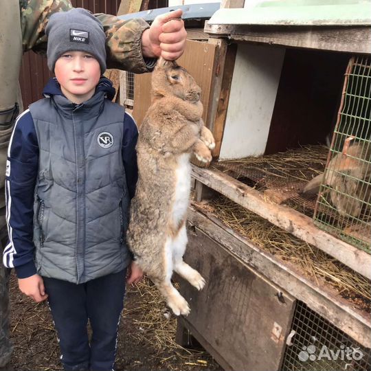 Кролики мясных пород