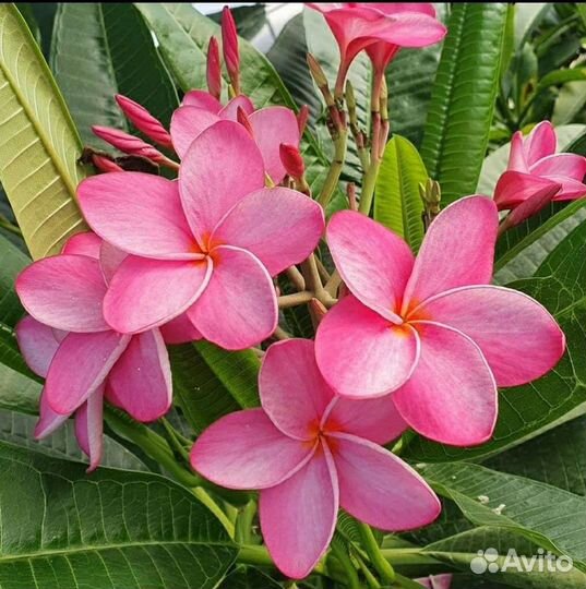 Диоскорея,Плюмерия,Адениум семена