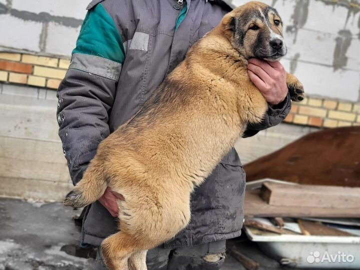 Привозные крови с Казахстана. Алабай. щенки