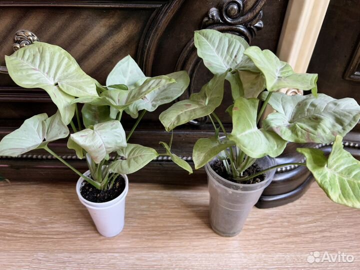 Комнатные растения цветы