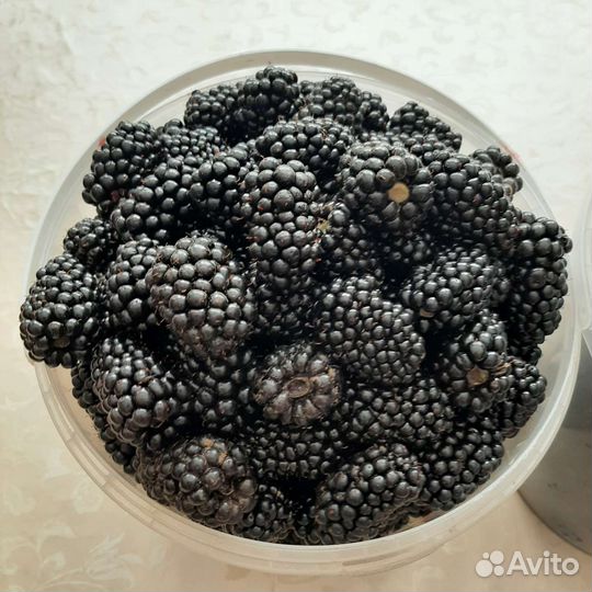 Саженцы садовой ежевики