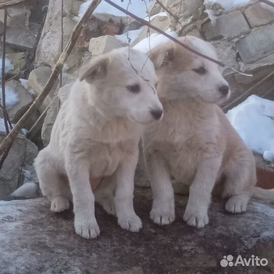 Щенок в дар