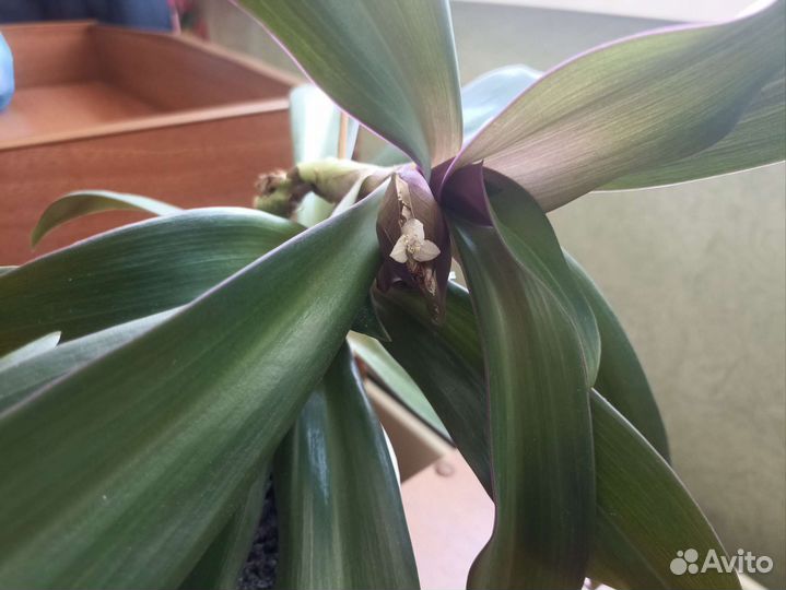 Традесканция Рео