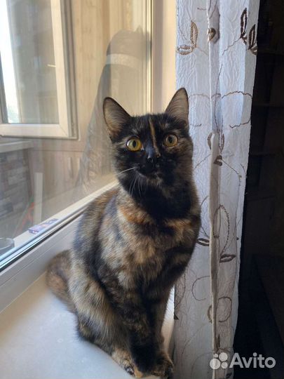 Кошка бесплатно