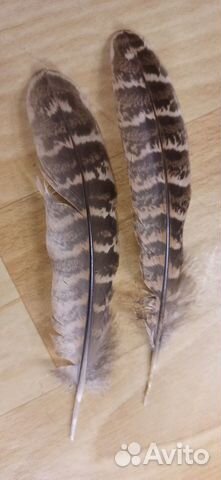 Перья птиц