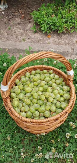 Крыжовник сладкий