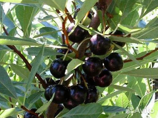 Саженцы вишни Бессея