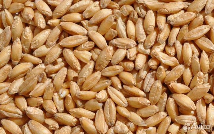 Пшеница свежый урожай