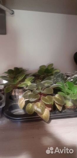 Цветы фиалки