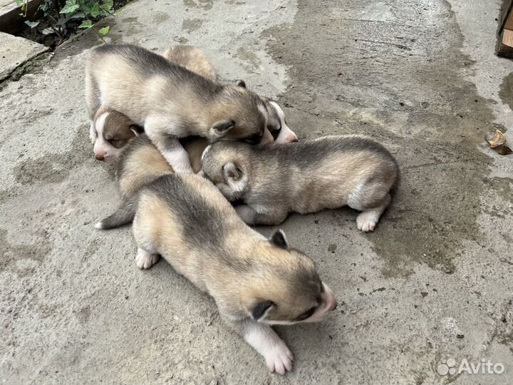 Щенки хаски
