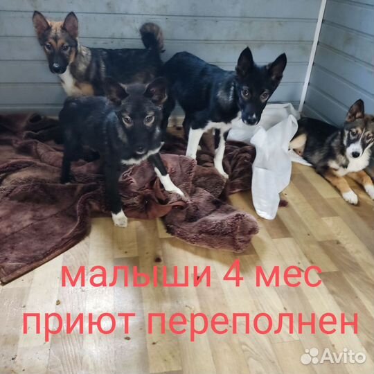 Малыши 4 мес с приюта