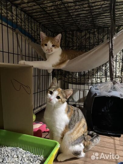 Котята