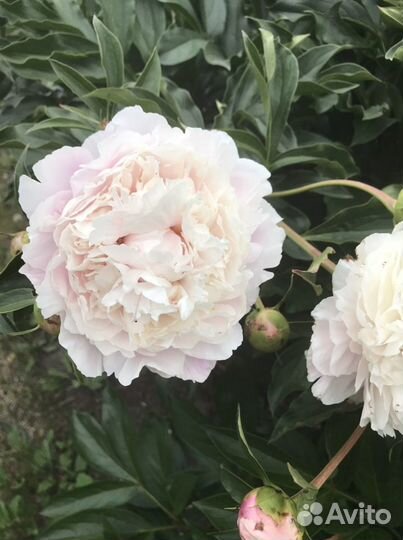 Пион Сара Бернар