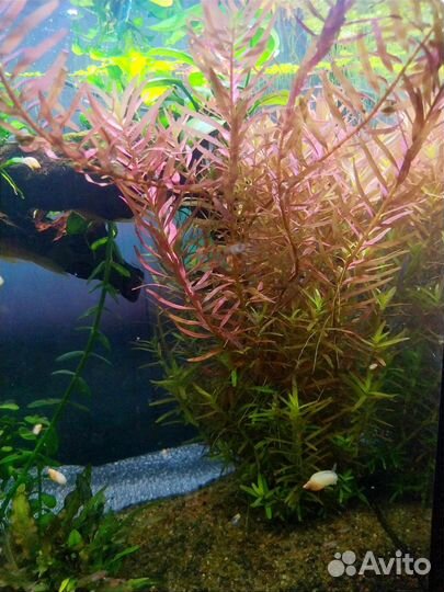 Аквариумные растения/гуппи