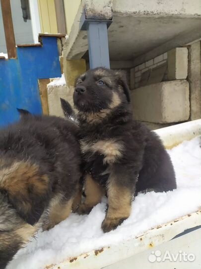Щенки немецкой овчарки