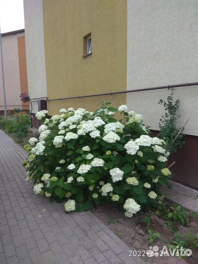 Гортензия древовидная черенки