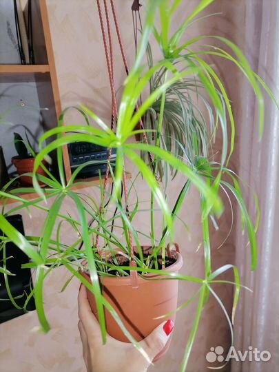 Продам цветы в связи с переездом