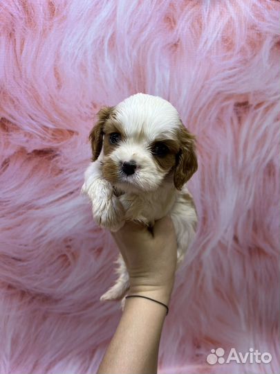 Кавалер кинг чарльз спаниель